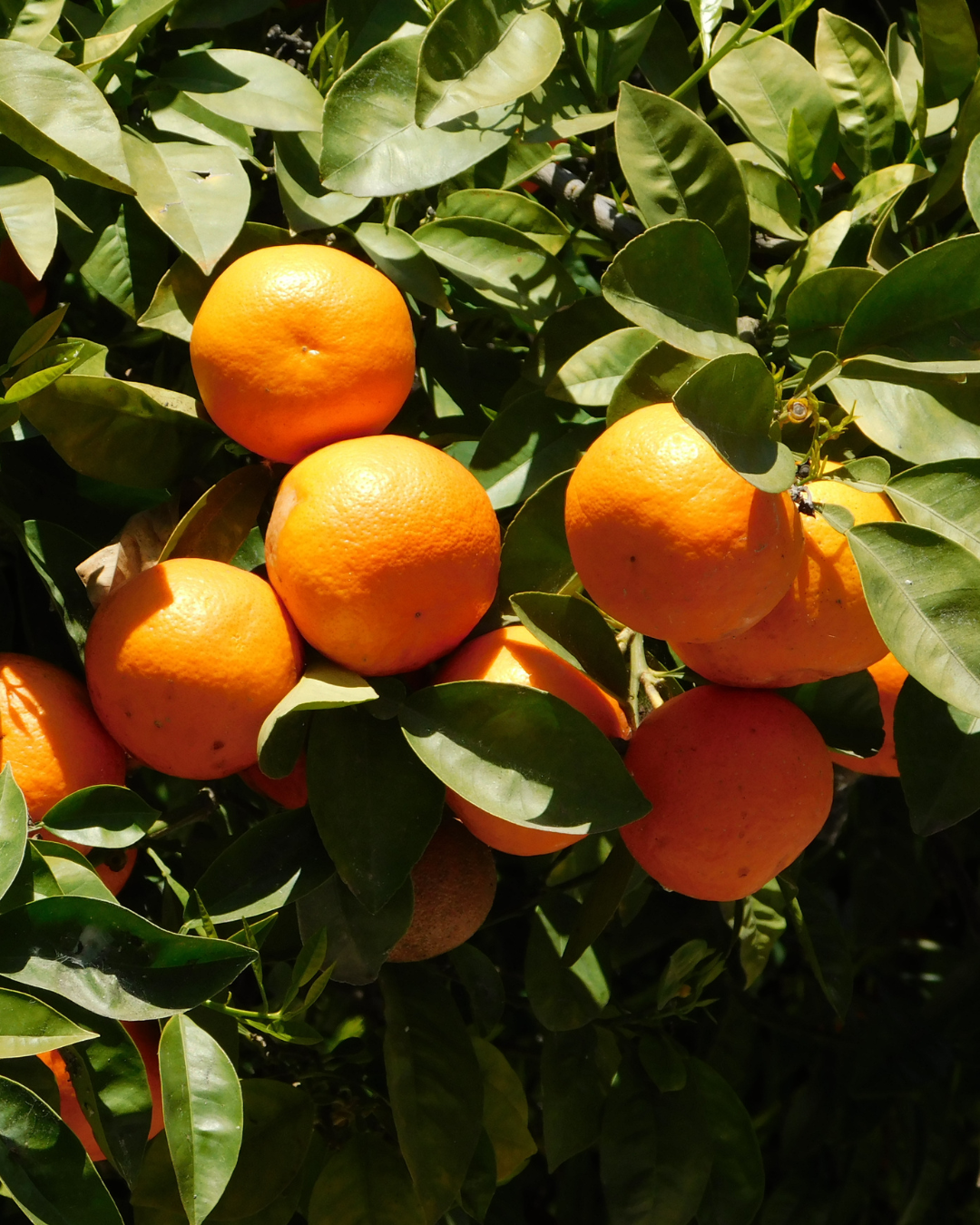 Orange amer : Quels sont ses bienfaits ?