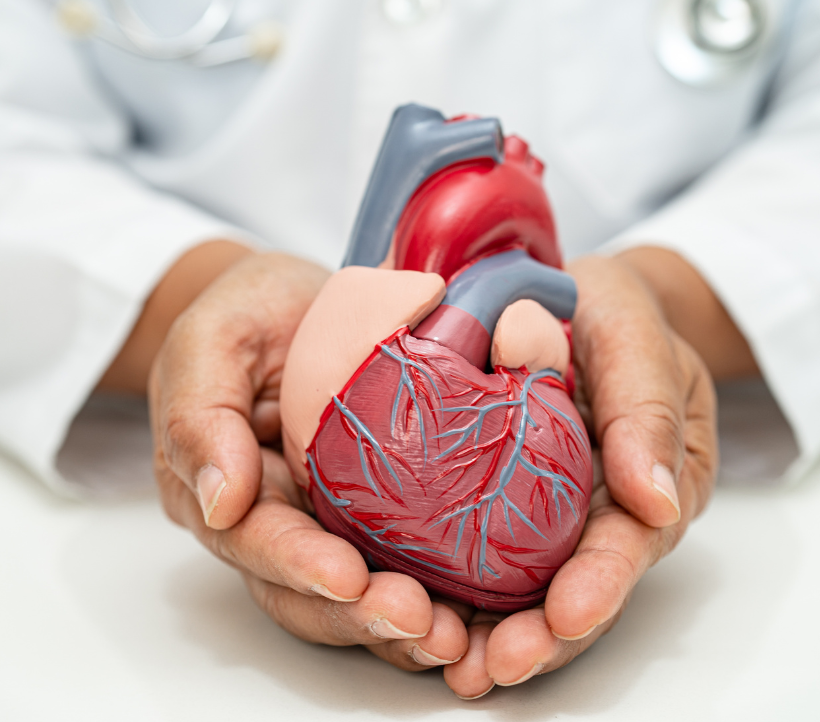 La N-Acétyl-Cystéine (NAC) : les bienfaits d’un actif multifonctionnel au service de la santé cardiovasculaire